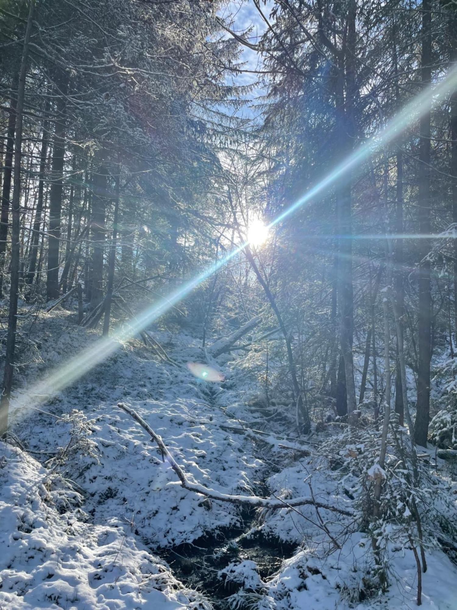 Bio-Holzhaus Und Landhaus Heimat รัมเซา อัม ดาคชไตน์ ภายนอก รูปภาพ